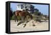 Wild Horses Graze in the Protected Northern Tip of the Outer Banks in Corolla, North Carolina Among-pdb1-Framed Stretched Canvas