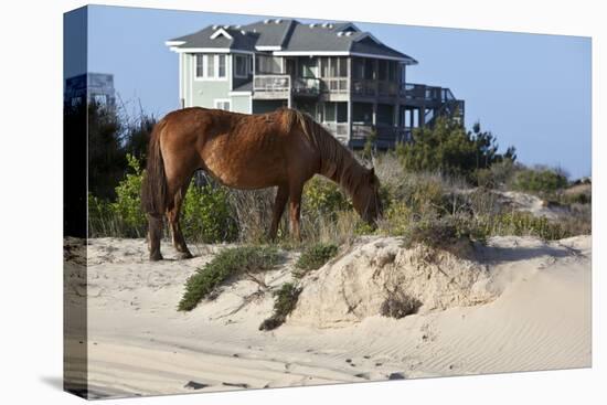 Wild Horses Graze in the Protected Northern Tip of the Outer Banks in Corolla, North Carolina Among-pdb1-Stretched Canvas