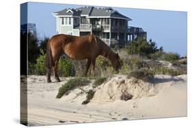 Wild Horses Graze in the Protected Northern Tip of the Outer Banks in Corolla, North Carolina Among-pdb1-Stretched Canvas