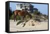 Wild Horses Graze in the Protected Northern Tip of the Outer Banks in Corolla, North Carolina Among-pdb1-Framed Stretched Canvas