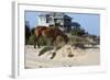 Wild Horses Graze in the Protected Northern Tip of the Outer Banks in Corolla, North Carolina Among-pdb1-Framed Photographic Print