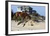 Wild Horses Graze in the Protected Northern Tip of the Outer Banks in Corolla, North Carolina Among-pdb1-Framed Photographic Print