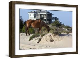 Wild Horses Graze in the Protected Northern Tip of the Outer Banks in Corolla, North Carolina Among-pdb1-Framed Photographic Print