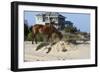 Wild Horses Graze in the Protected Northern Tip of the Outer Banks in Corolla, North Carolina Among-pdb1-Framed Photographic Print