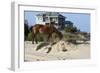 Wild Horses Graze in the Protected Northern Tip of the Outer Banks in Corolla, North Carolina Among-pdb1-Framed Photographic Print