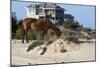 Wild Horses Graze in the Protected Northern Tip of the Outer Banks in Corolla, North Carolina Among-pdb1-Mounted Photographic Print