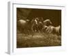 Wild Horses I-null-Framed Art Print