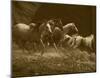 Wild Horses I-null-Mounted Art Print