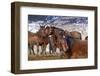 Wild Horses in Nevada-Sergio Ballivian-Framed Photographic Print