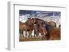 Wild Horses in Nevada-Sergio Ballivian-Framed Photographic Print