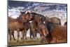 Wild Horses in Nevada-Sergio Ballivian-Mounted Photographic Print