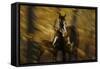 Wild Horses in the Badlands I-Gordon Semmens-Framed Stretched Canvas