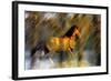 Wild Horses in the Badlands II-Gordon Semmens-Framed Giclee Print