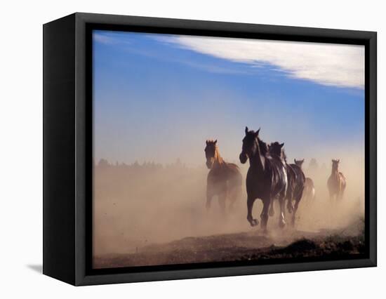 Wild Horses in the High Desert near Sun River, Oregon, USA-Janis Miglavs-Framed Stretched Canvas