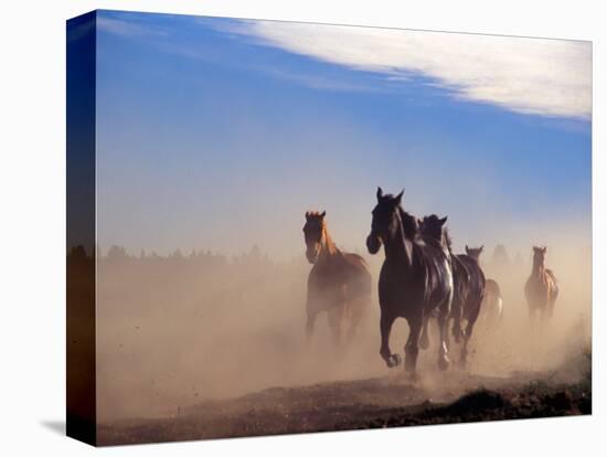 Wild Horses in the High Desert near Sun River, Oregon, USA-Janis Miglavs-Stretched Canvas