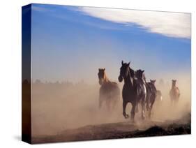 Wild Horses in the High Desert near Sun River, Oregon, USA-Janis Miglavs-Stretched Canvas