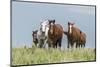 Wild horses in the Kansas Flint Hills-Michael Scheufler-Mounted Photographic Print