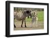 Wild horses in the Merfelder Bruch, Dülmen, Münsterland, North Rhine-Westphalia, Germany-Joachim Jockschat-Framed Photographic Print