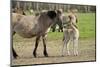 Wild horses in the Merfelder Bruch, Dülmen, Münsterland, North Rhine-Westphalia, Germany-Joachim Jockschat-Mounted Photographic Print