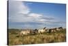 Wild Horses in Theodore Roosevelt National Park, North Dakota, Usa-Chuck Haney-Stretched Canvas