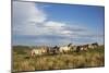 Wild Horses in Theodore Roosevelt National Park, North Dakota, Usa-Chuck Haney-Mounted Photographic Print