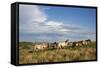 Wild Horses in Theodore Roosevelt National Park, North Dakota, Usa-Chuck Haney-Framed Stretched Canvas