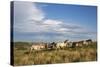 Wild Horses in Theodore Roosevelt National Park, North Dakota, Usa-Chuck Haney-Stretched Canvas