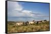 Wild Horses in Theodore Roosevelt National Park, North Dakota, Usa-Chuck Haney-Framed Stretched Canvas