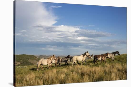 Wild Horses in Theodore Roosevelt National Park, North Dakota, Usa-Chuck Haney-Stretched Canvas