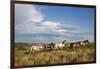 Wild Horses in Theodore Roosevelt National Park, North Dakota, Usa-Chuck Haney-Framed Photographic Print