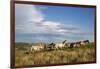 Wild Horses in Theodore Roosevelt National Park, North Dakota, Usa-Chuck Haney-Framed Photographic Print