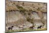 Wild horses in Theodore Roosevelt National Park, north Dakota, USA-Chuck Haney-Mounted Photographic Print