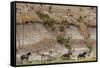 Wild horses in Theodore Roosevelt National Park, north Dakota, USA-Chuck Haney-Framed Stretched Canvas
