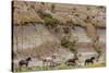 Wild horses in Theodore Roosevelt National Park, north Dakota, USA-Chuck Haney-Stretched Canvas