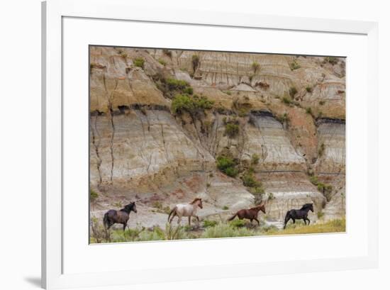 Wild horses in Theodore Roosevelt National Park, north Dakota, USA-Chuck Haney-Framed Photographic Print