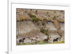 Wild horses in Theodore Roosevelt National Park, north Dakota, USA-Chuck Haney-Framed Photographic Print