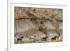 Wild horses in Theodore Roosevelt National Park, north Dakota, USA-Chuck Haney-Framed Photographic Print