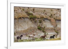 Wild horses in Theodore Roosevelt National Park, north Dakota, USA-Chuck Haney-Framed Photographic Print