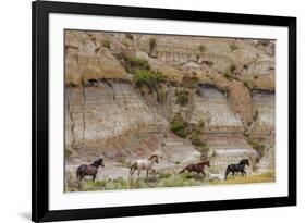 Wild horses in Theodore Roosevelt National Park, north Dakota, USA-Chuck Haney-Framed Photographic Print