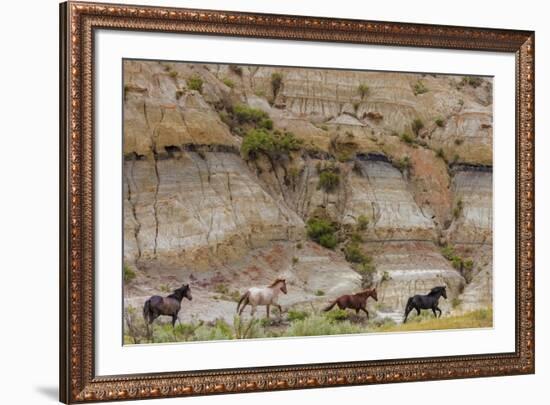 Wild horses in Theodore Roosevelt National Park, north Dakota, USA-Chuck Haney-Framed Photographic Print