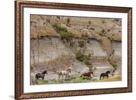 Wild horses in Theodore Roosevelt National Park, north Dakota, USA-Chuck Haney-Framed Photographic Print