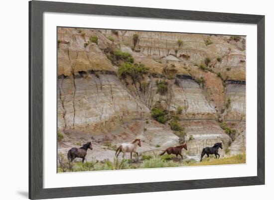 Wild horses in Theodore Roosevelt National Park, north Dakota, USA-Chuck Haney-Framed Photographic Print