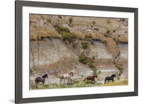 Wild horses in Theodore Roosevelt National Park, north Dakota, USA-Chuck Haney-Framed Photographic Print