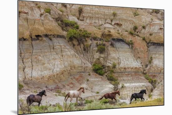 Wild horses in Theodore Roosevelt National Park, north Dakota, USA-Chuck Haney-Mounted Photographic Print