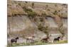 Wild horses in Theodore Roosevelt National Park, north Dakota, USA-Chuck Haney-Mounted Photographic Print