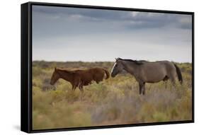 Wild Horses in Utah-watchtheworld-Framed Stretched Canvas