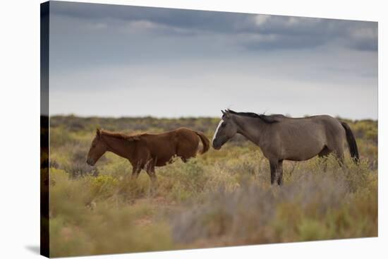 Wild Horses in Utah-watchtheworld-Stretched Canvas