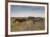 Wild Horses in Utah-watchtheworld-Framed Photographic Print