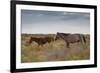 Wild Horses in Utah-watchtheworld-Framed Photographic Print