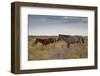 Wild Horses in Utah-watchtheworld-Framed Photographic Print